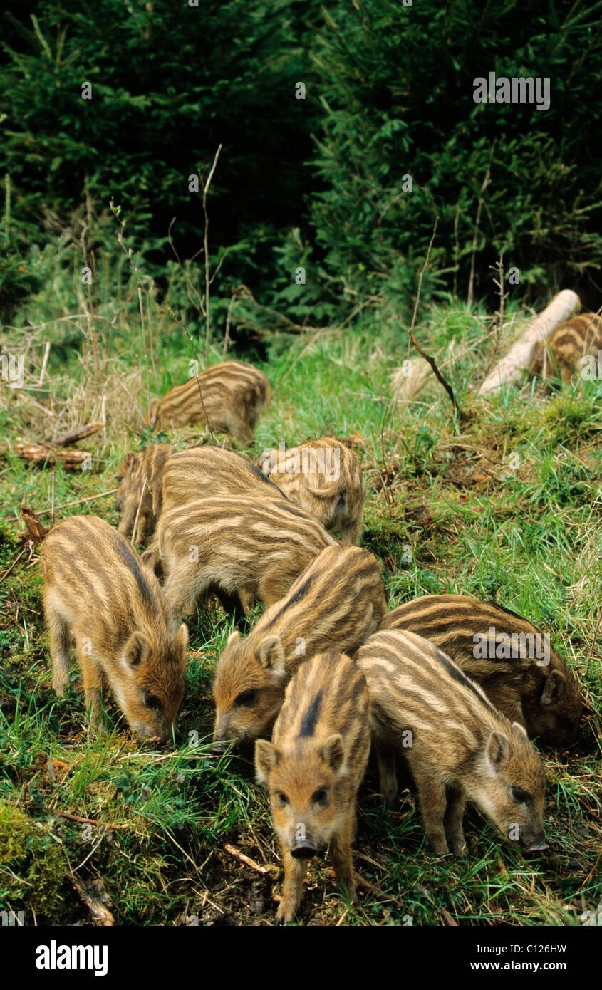 3-weeks old Wild Boars (Sus scrofa), piglets, Allgaeu, Bavaria, Germany, Europe Stock Photo