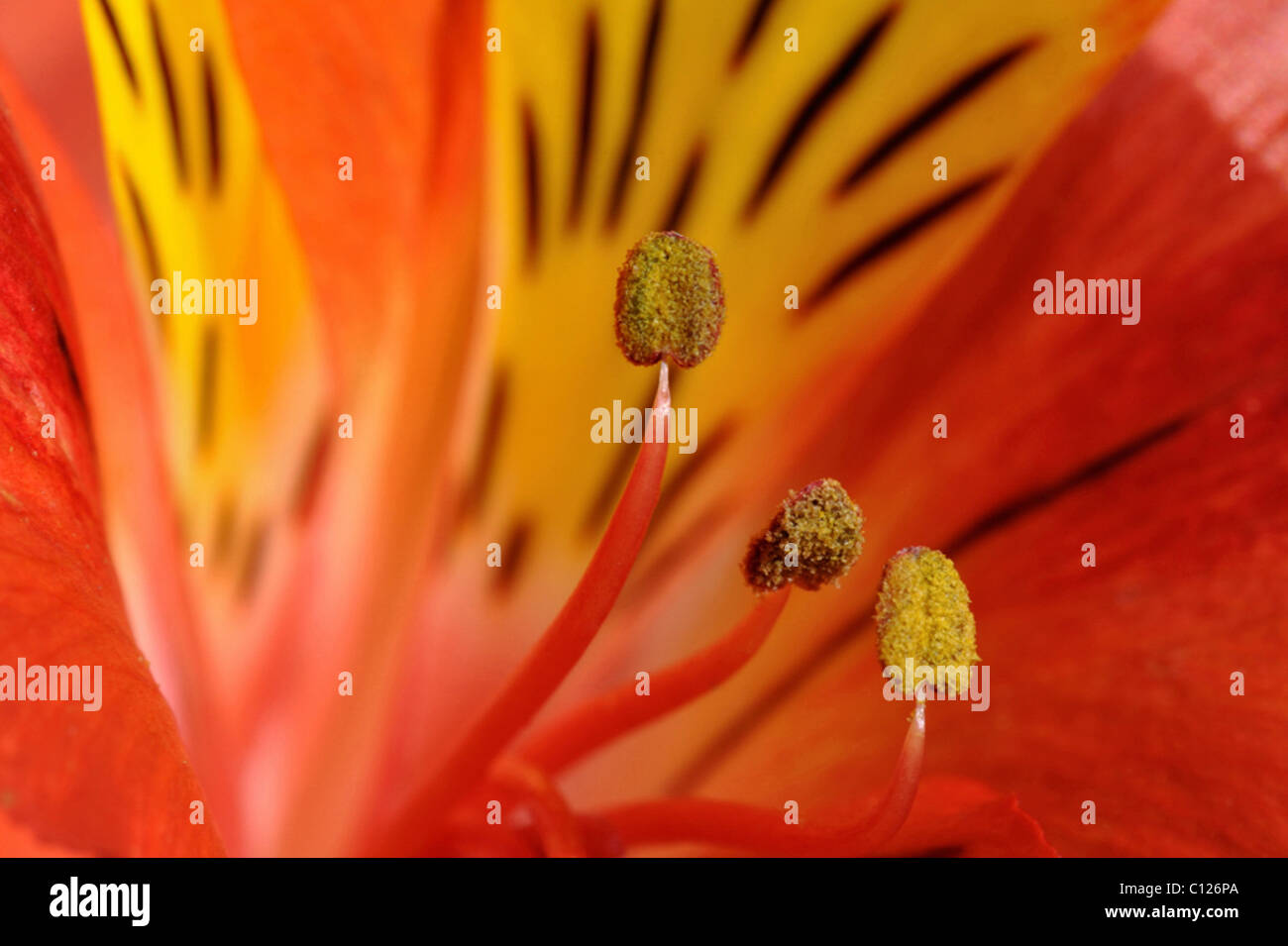 Stamens of a Tiger Lily Stock Photo