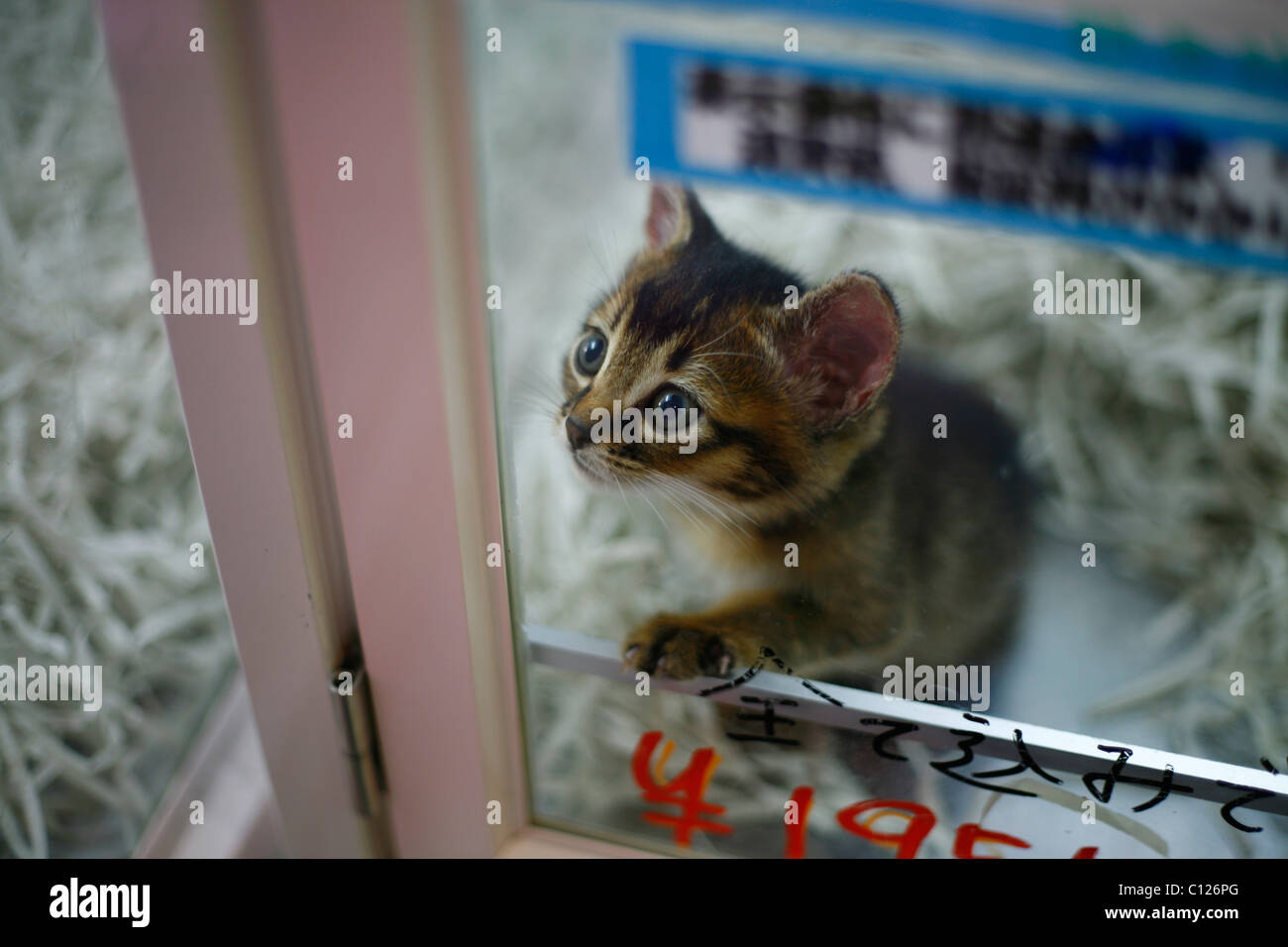 Little cat for sale in Tokyo, Tokyo, Japan, Asia Stock Photo Alamy