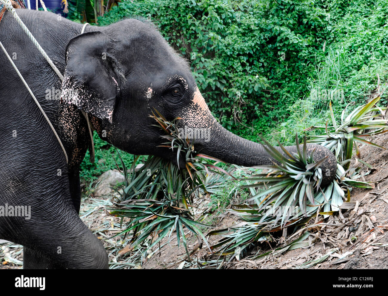 Elephant (Elephas maximus) eating, Thailand, Asia Stock Photo Alamy