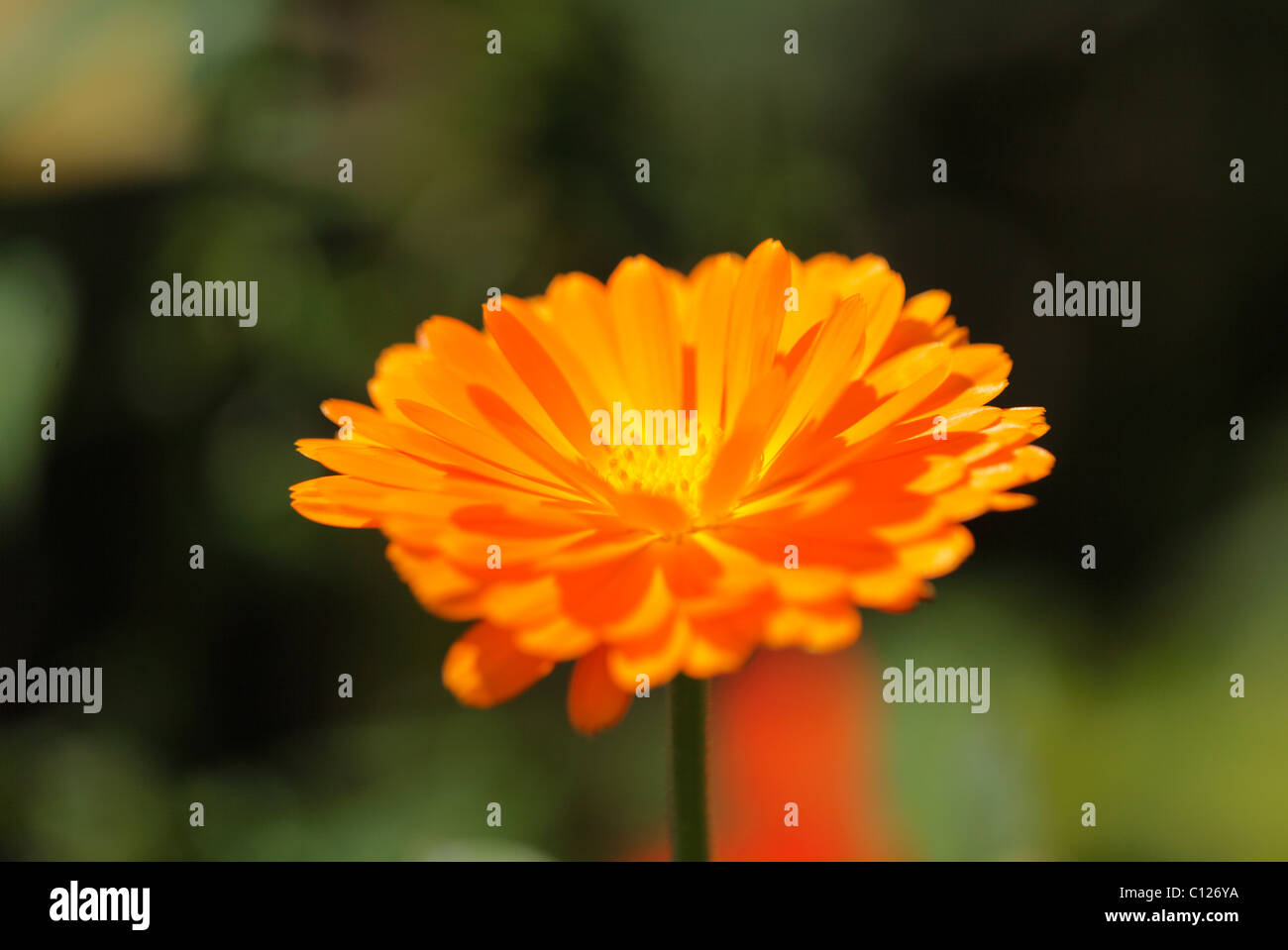 Blossom of Pot Marigold (Calendula officinalis), garden plant, medicinal plant Stock Photo