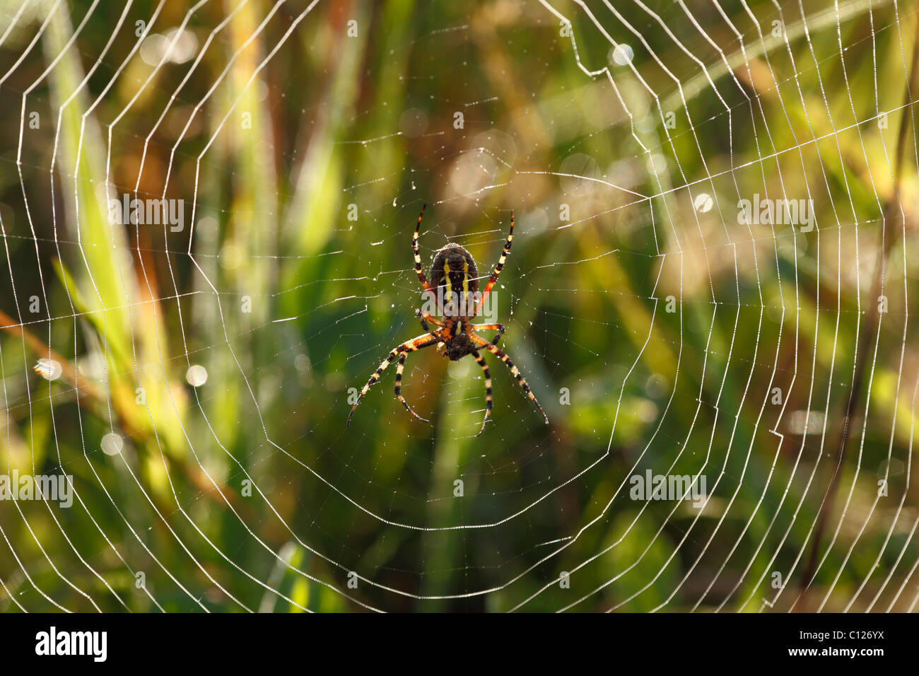 Wasp Spider (Argiope bruennichi) in a spider web, Bavaria, Germany Stock Photo