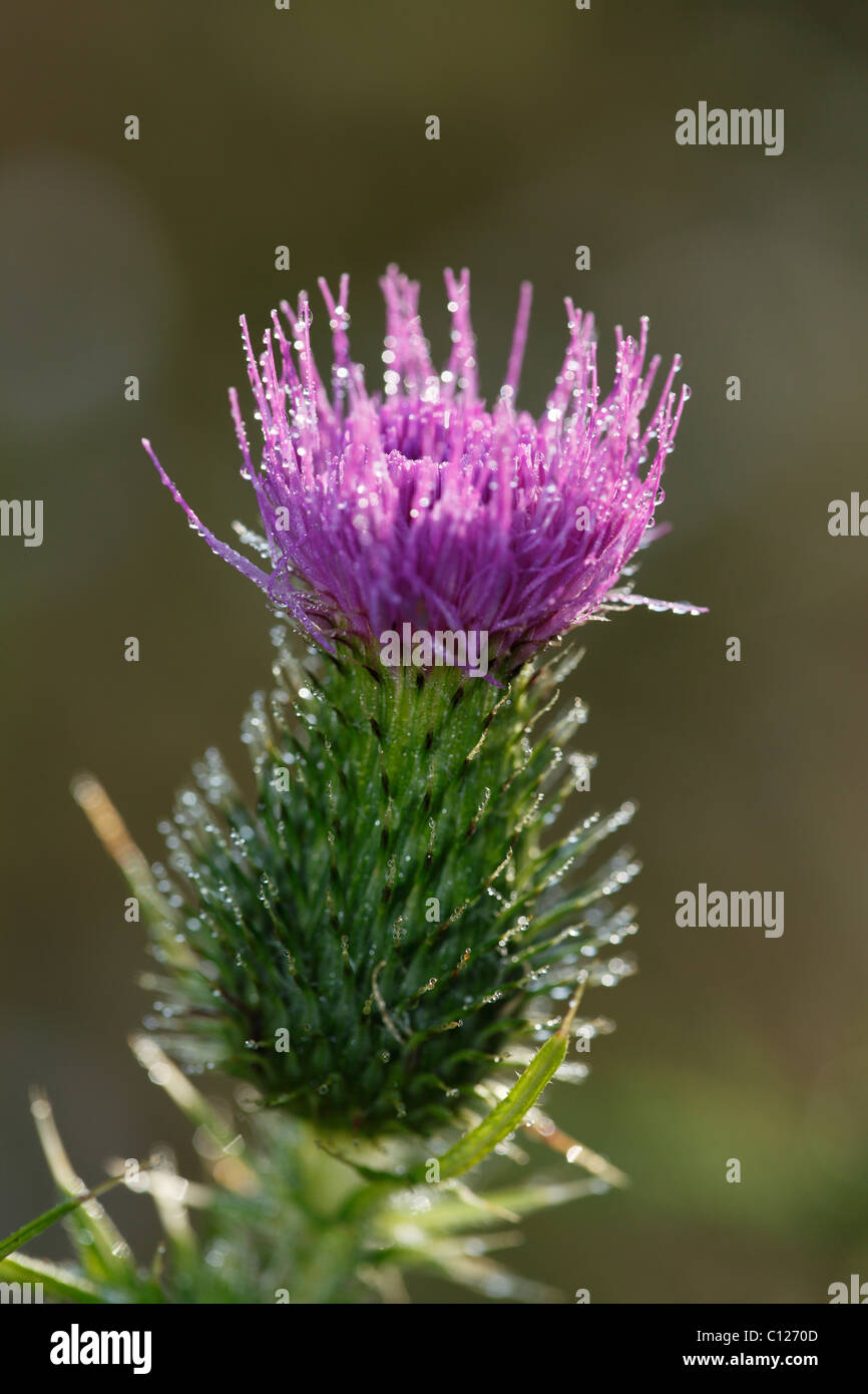 Blossom of a Welted Thistle (Carduus acanthoides), Bavaria, Germany Stock Photo