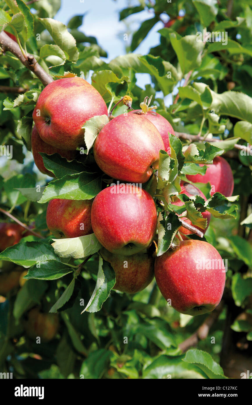 Red apples in an apple orchard Stock Photo - Alamy