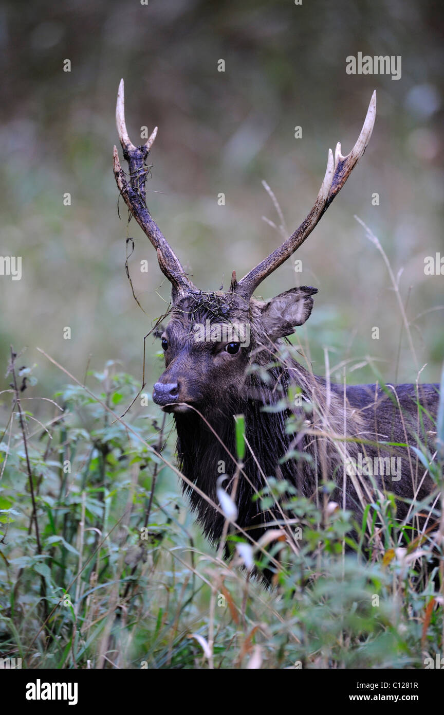 Sika Deer (Cervus nippon), rutting stag, portrait, Jaegersborg, Zealand, Denmark, Scandinavia, Europe Stock Photo