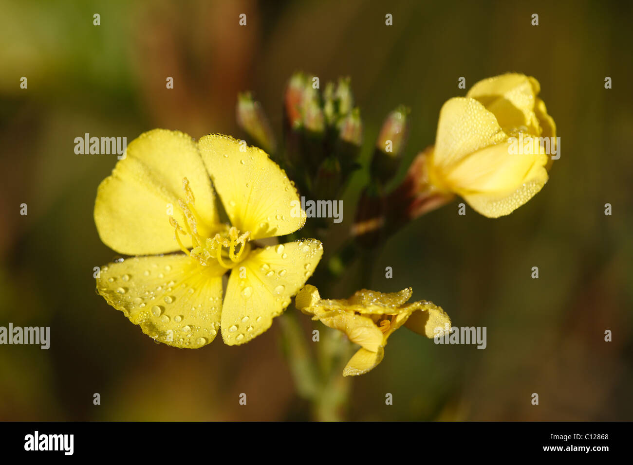Flower of Common evening primrose or Evening star (Oenothera biennis