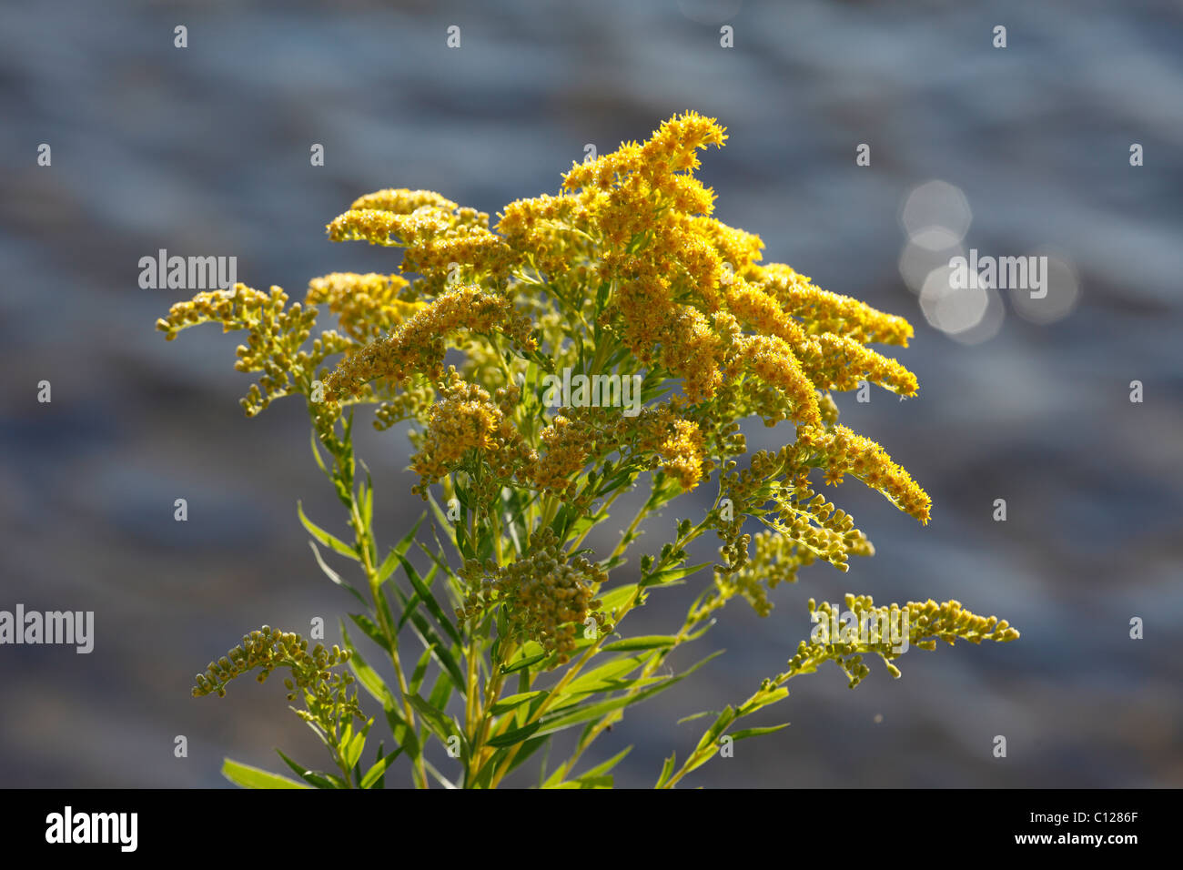 Giant goldenrod (Solidago gigantea) Stock Photo