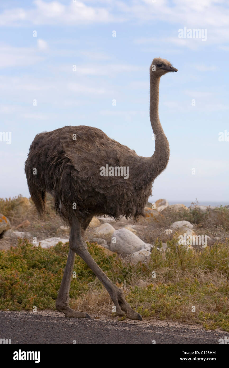 Ostrich (Struthio camelus), Cape of Good Hope Nature Reserve, Western