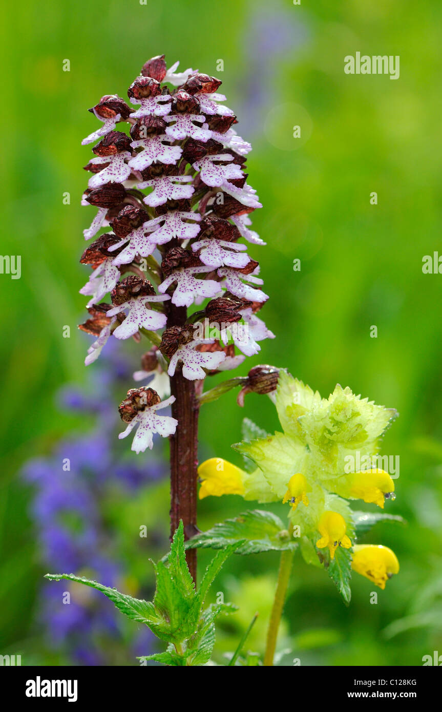Lady Orchid (Orchis purpurea), inflorescence Stock Photo