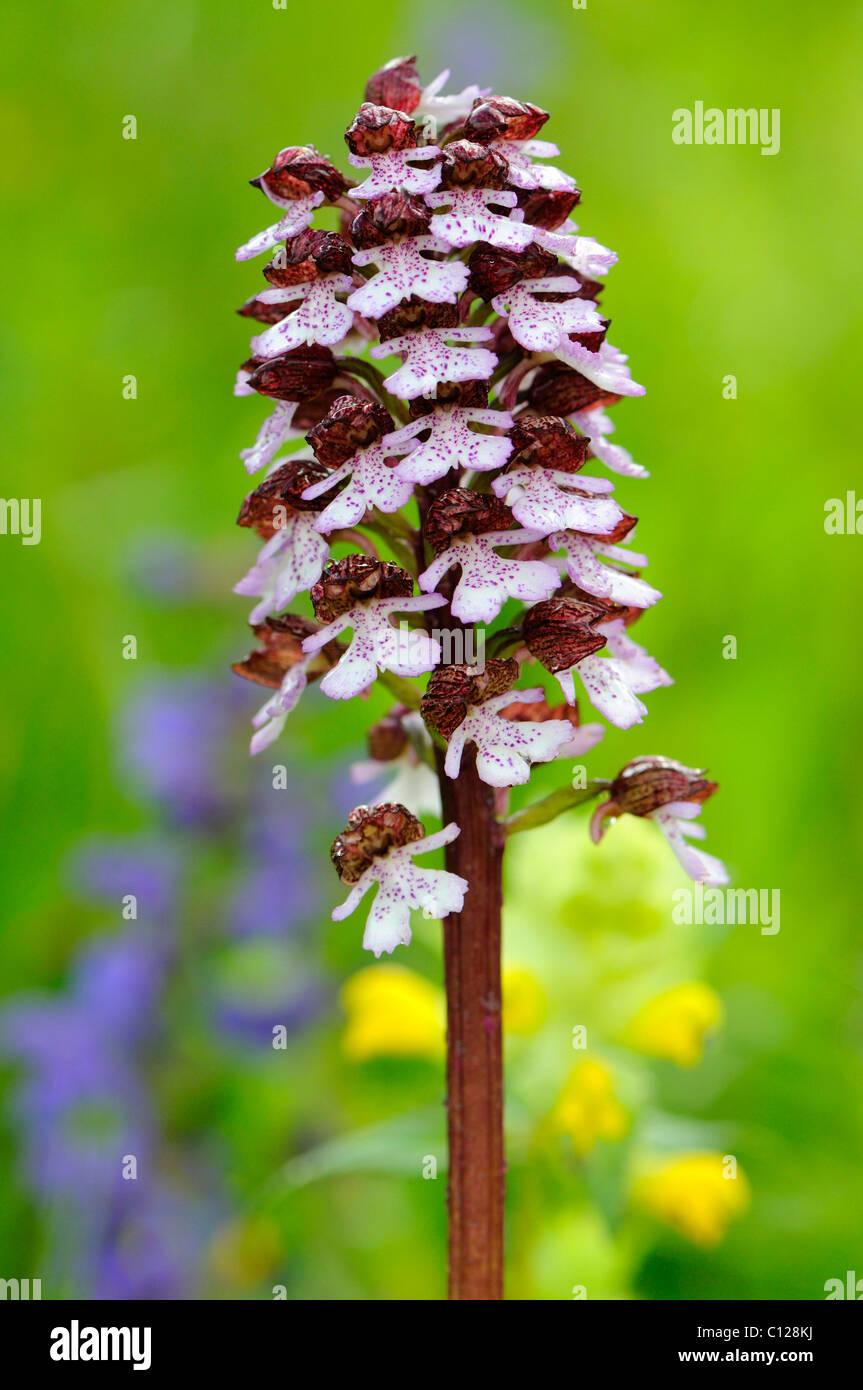 Lady Orchid (Orchis purpurea), inflorescence Stock Photo