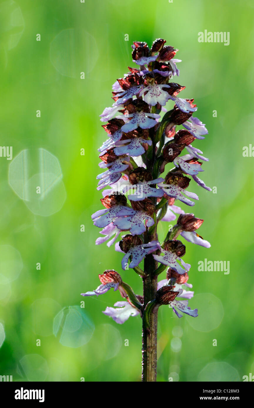 Lady Orchid (Orchis purpurea), backlit inflorescence Stock Photo