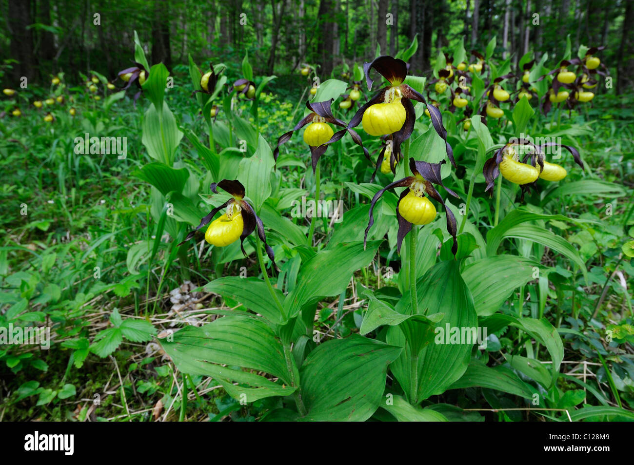 Lady's Slipper Orchid (Cypripedium calceolus), flowers in the countryside, Swabian Alb, Baden-Wuerttemberg, Germany, Europe Stock Photo