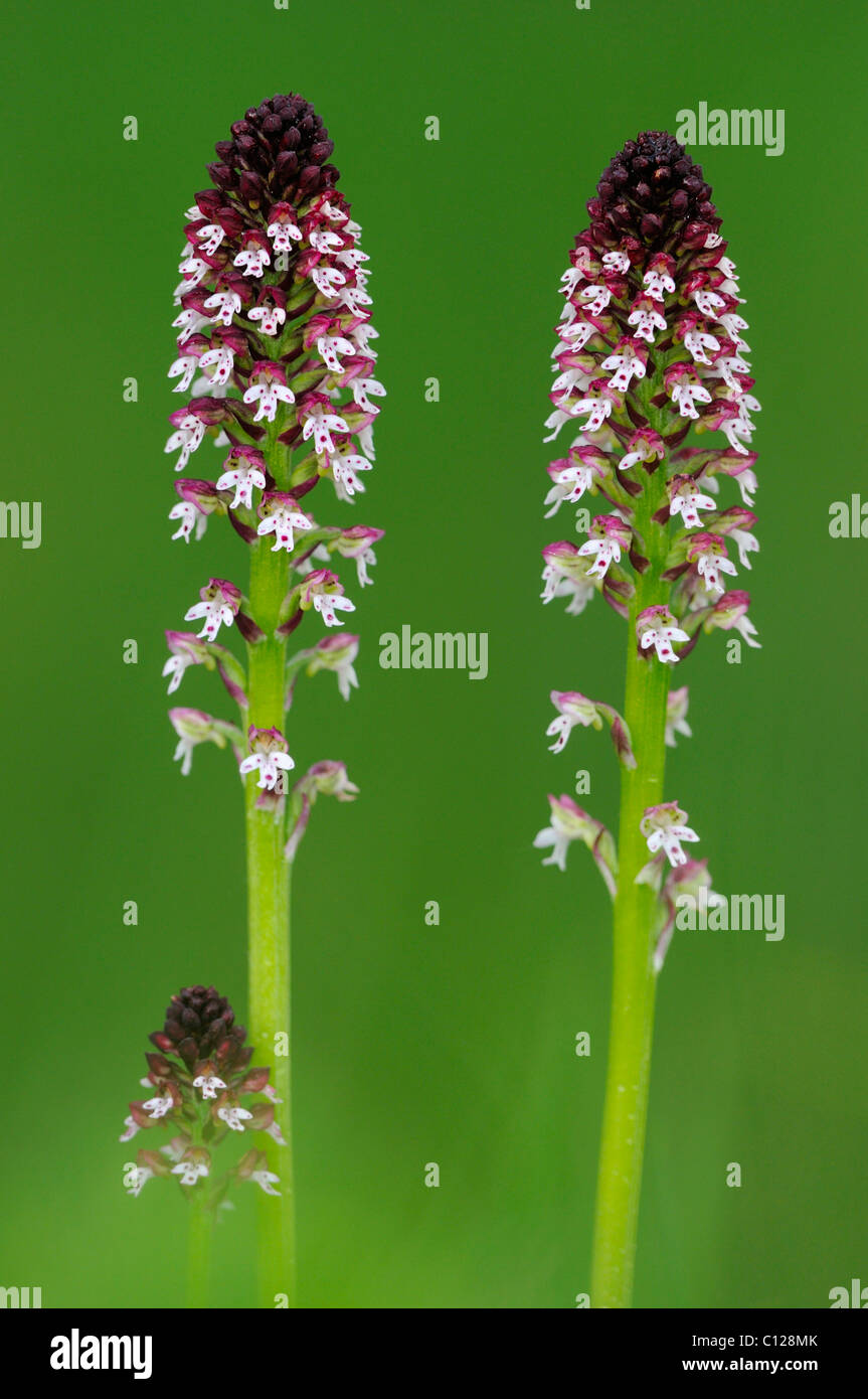 Burnt Orchid (Orchis ustulata) Stock Photo