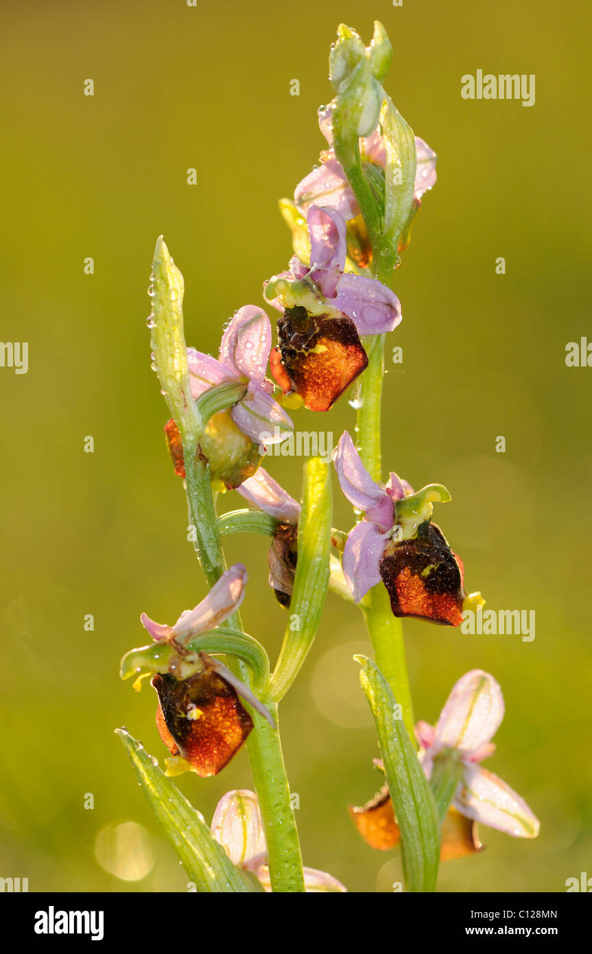 Late Spider-orchid (Ophrys holoserica), backlit inflorescence after rain Stock Photo
