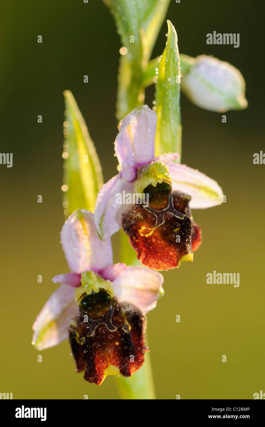 Late Spider-orchid (Ophrys holoserica), backlit inflorescence after rain Stock Photo