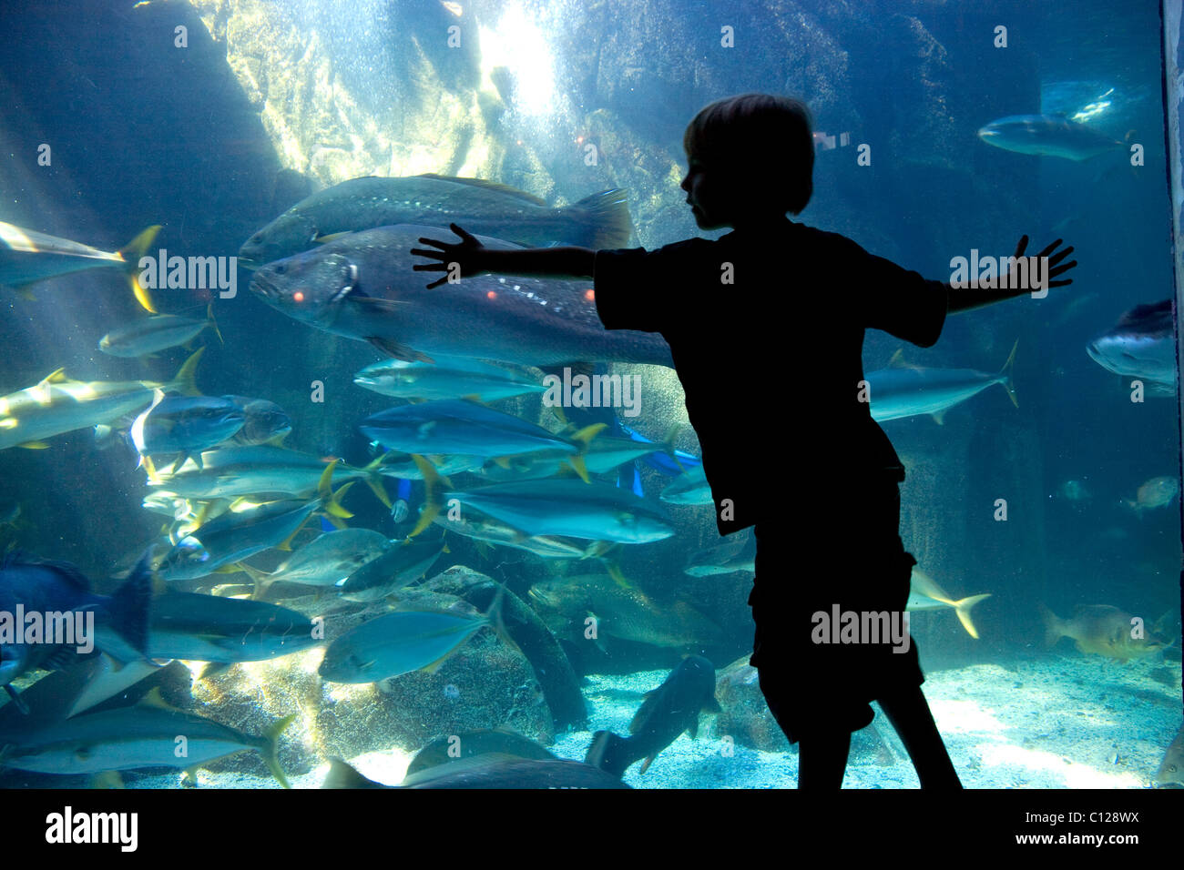 Two Oceans Aquarium, visitors, fish, Victoria & Alfred Waterfront, Cape