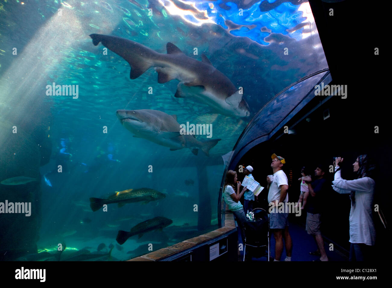 sharks-of-the-western-cape-hi-res-stock-photography-and-images-alamy