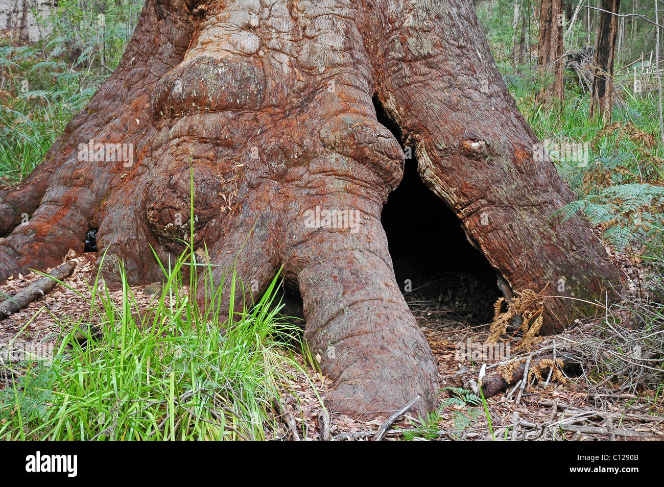 Bole and bark of Tingle tree Eucalyptus jacksonii showing shallow root system and lack of tap root. Stock Photo