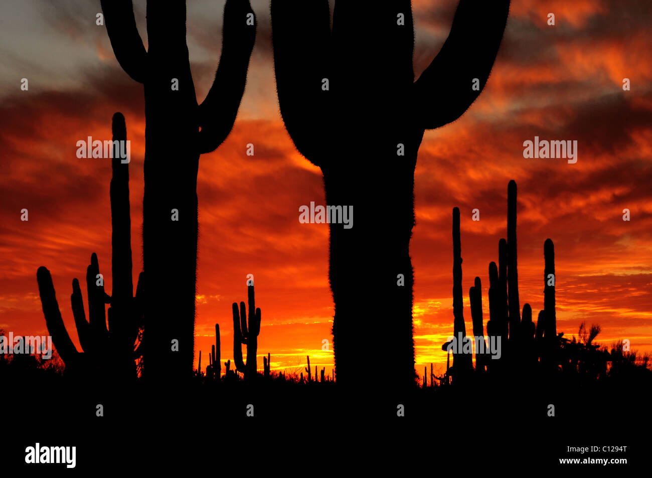 Saguaro cactus in Ironwood Forest National Monument at sunset near Marana, Arizona, USA, in the Sonoran Desert. Stock Photo