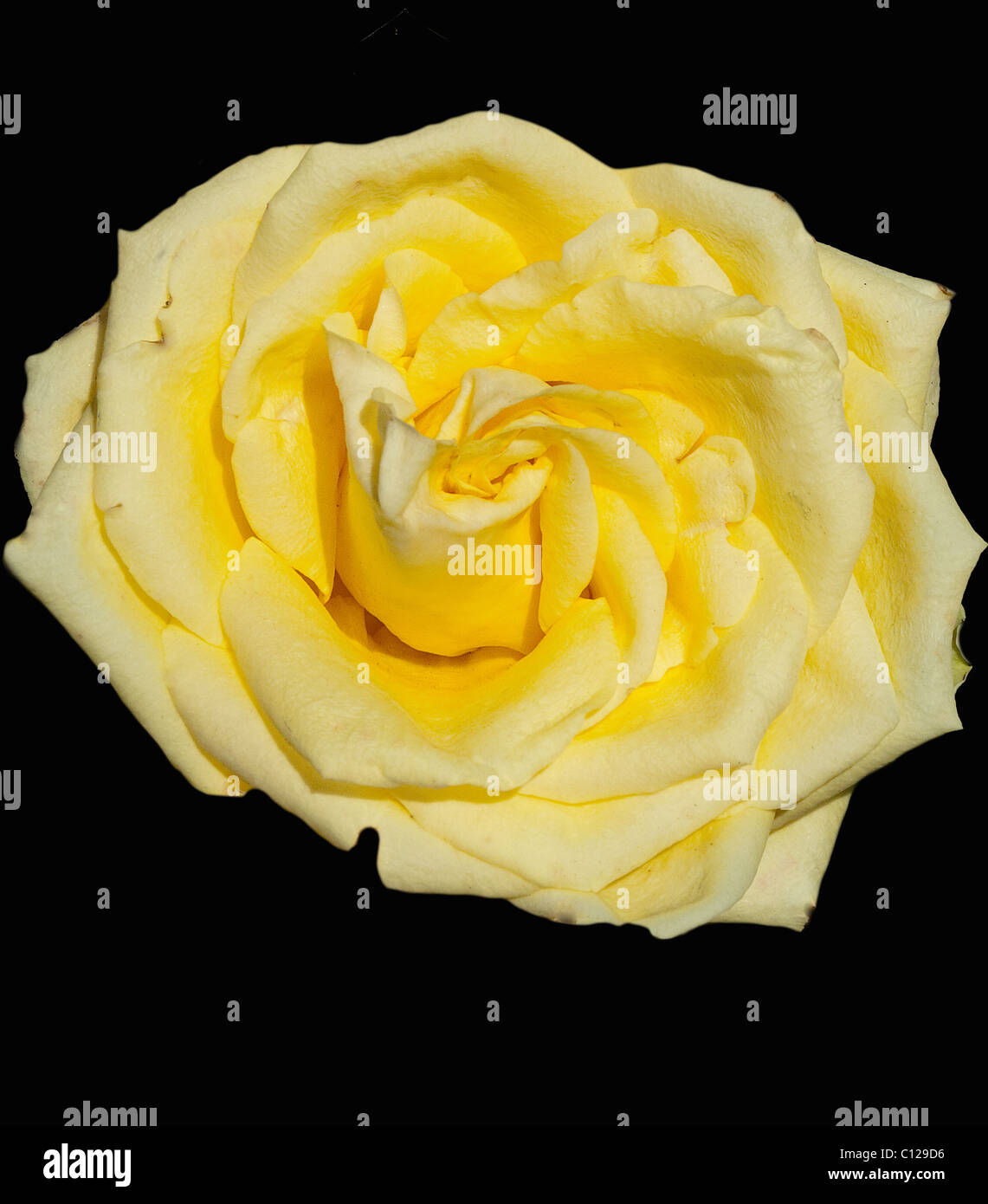 Yellow rose with black background Stock Photo Alamy