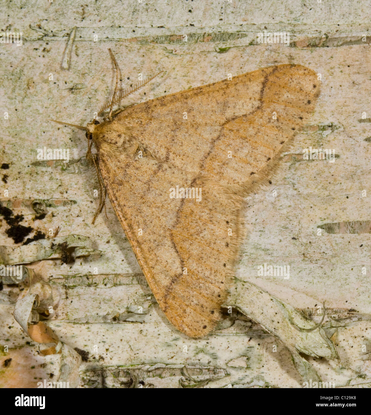 Dotted Border Moth (Agriopis marginaria), Hampshire, UK Stock Photo