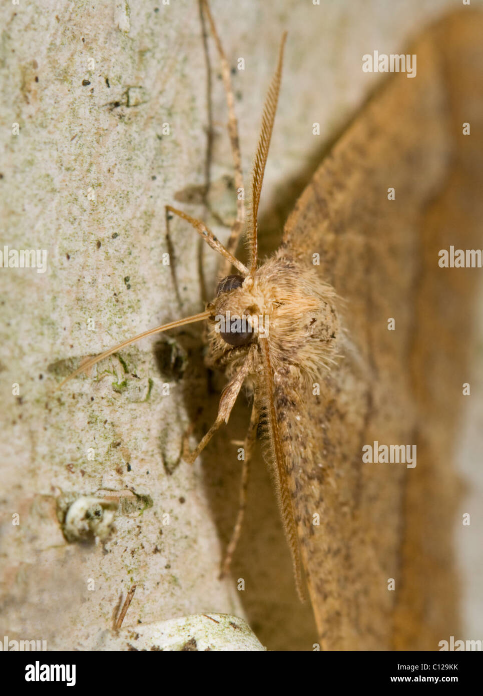 Dotted Border Moth (Agriopis marginaria), Hampshire, UK Stock Photo