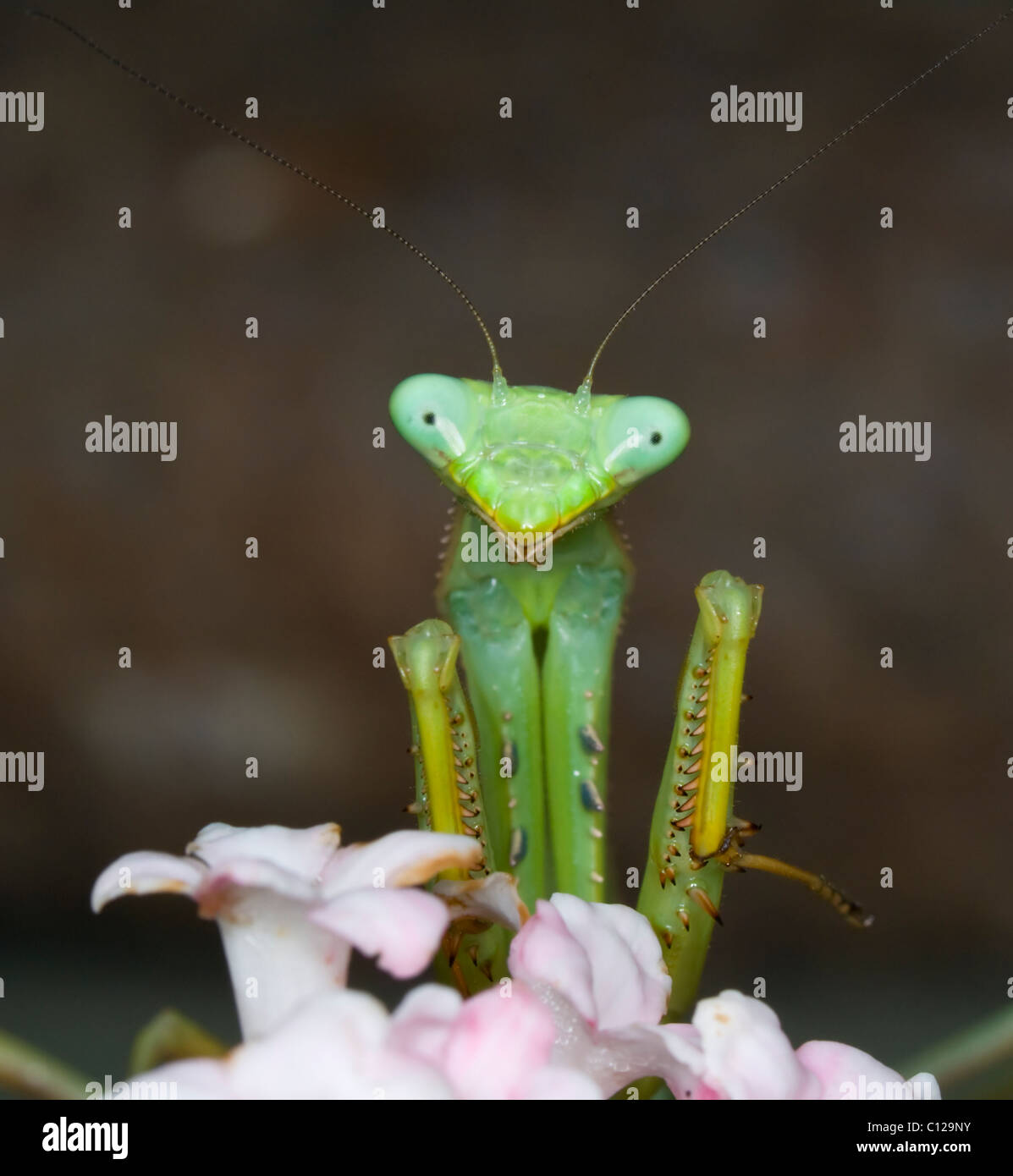Praying Mantis (Stagmomantis theophila) showing spiny legs Stock Photo