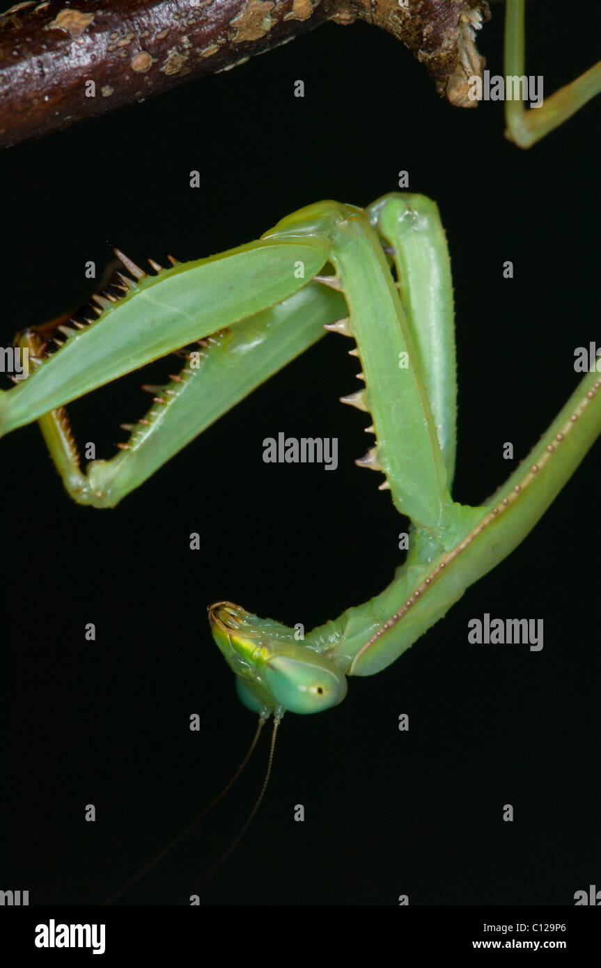 Praying Mantis (Stagmomantis theophila) hanging upside down Stock Photo