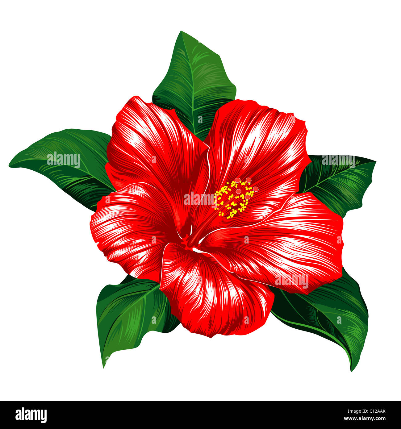 Red Hibiscus Flower On White Background Stock Photo - Alamy