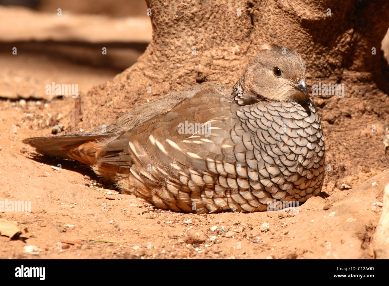 A Scaled Quail showing its individual scales Stock Photo Alamy