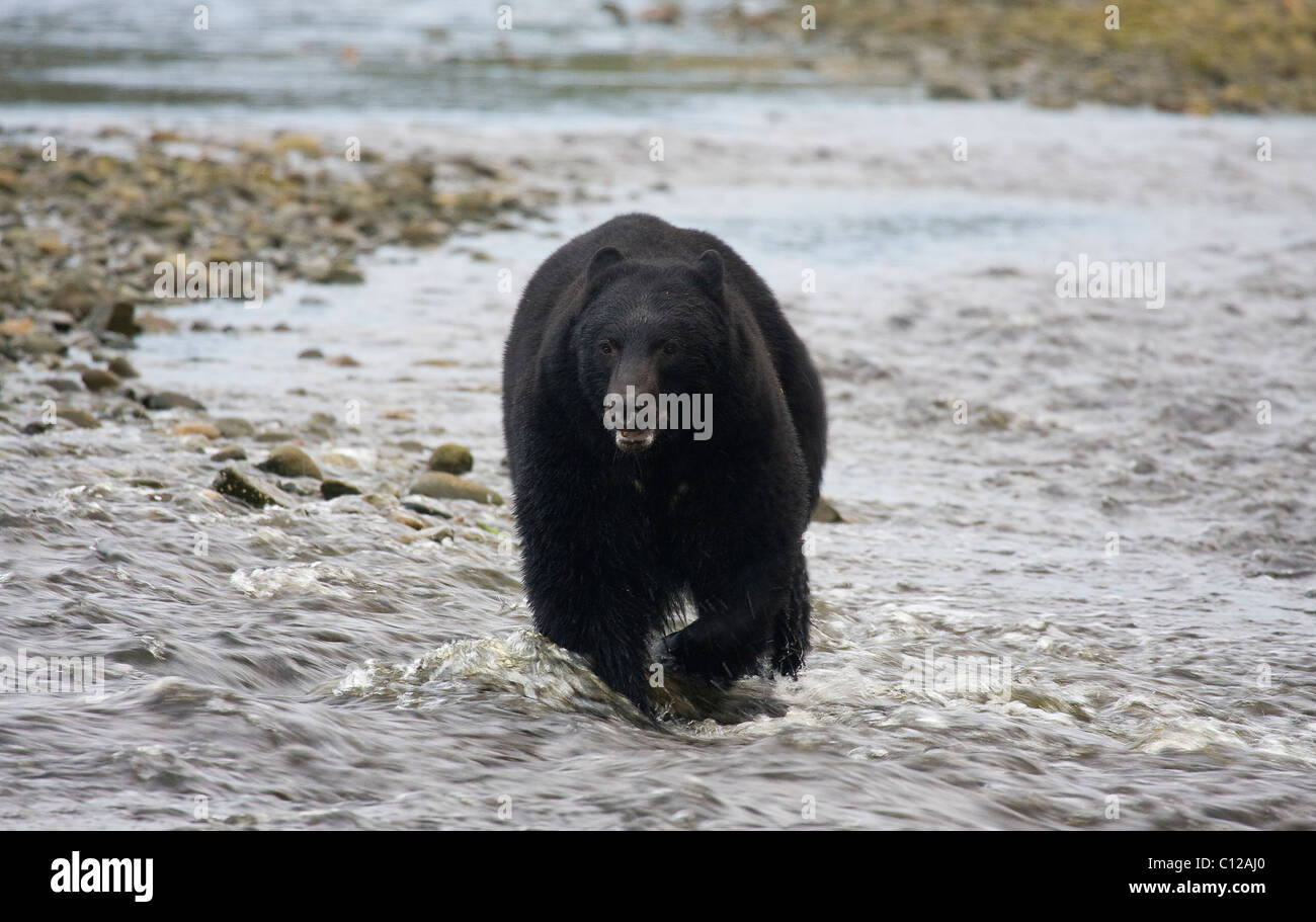 Black bear walking towards hi-res stock photography and images - Alamy