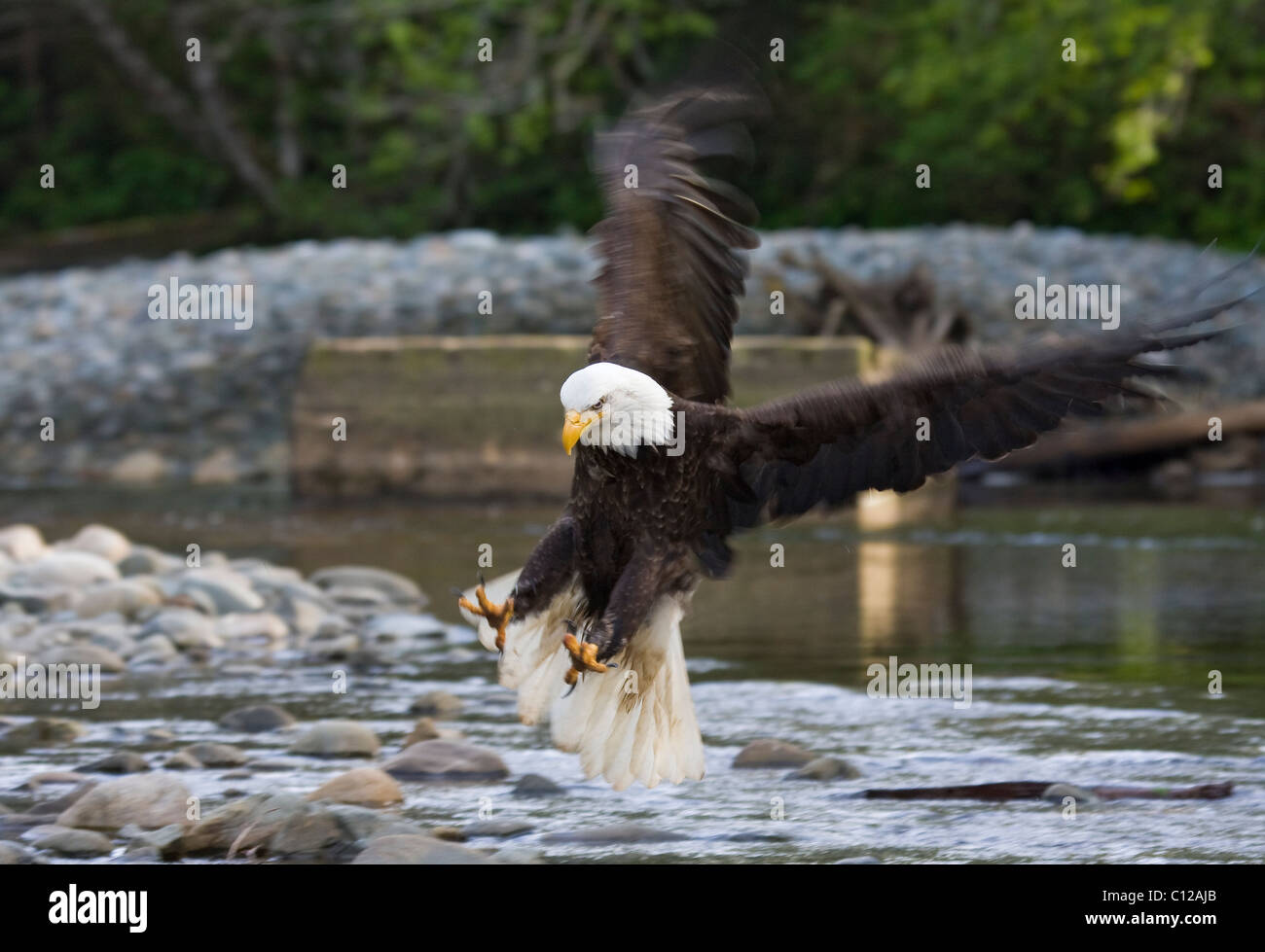 Bald Eagle with talons out diving & about to take a fish from the quatse river in Port Hardy Vancouver Island Stock Photo