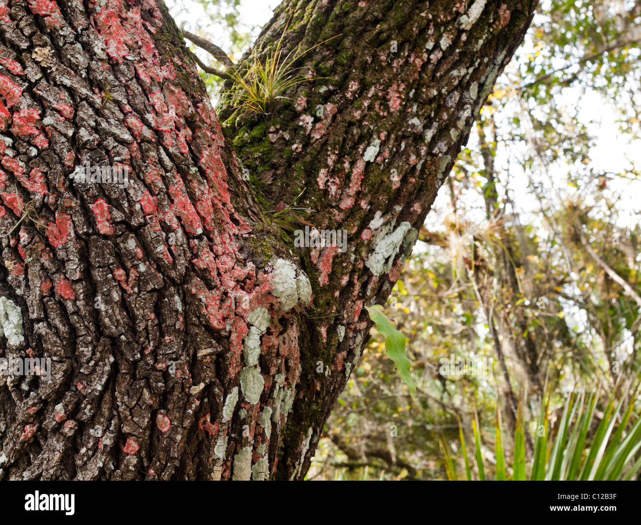RedBlanket Lichen (Chidecton sanguieneum) on a 300 year old Oak on a