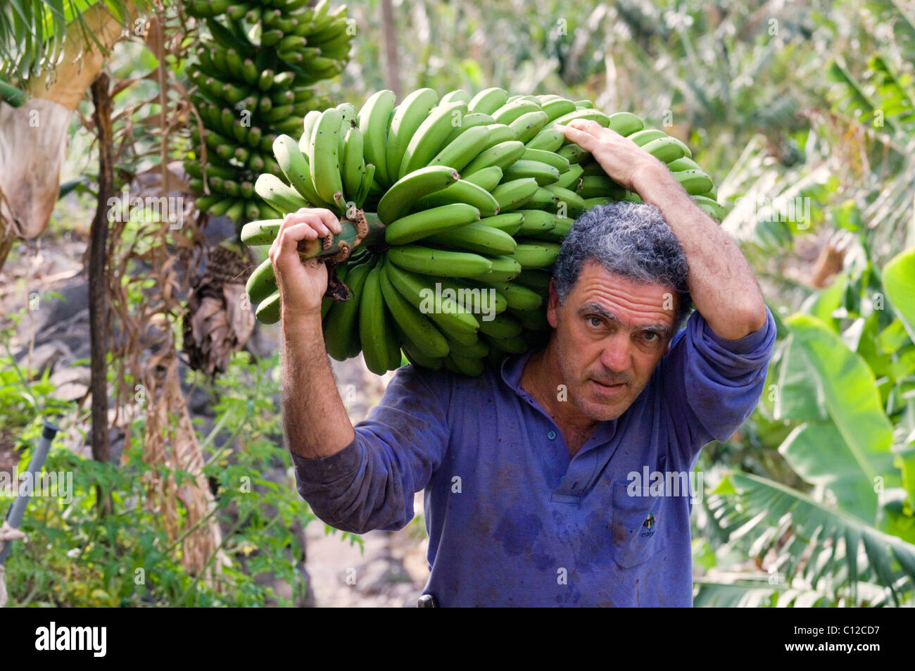 Local man farmer harvesting bananas in banana plantation at Hermigua on