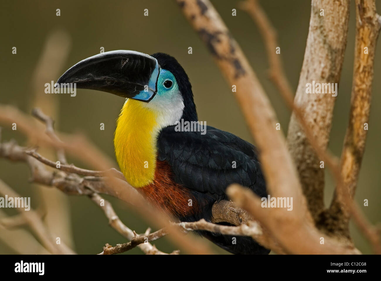 Chestnut Mandibled Toucan or Swainson’s Toucan from South America. Stock Photo