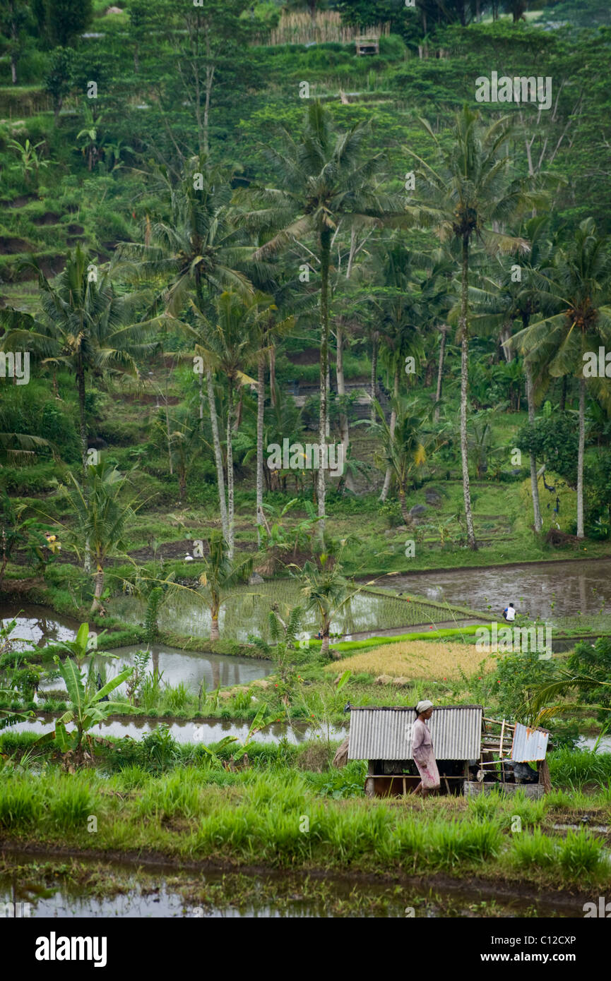 In the beautiful Sideman Valley, Bali, near Iseh, the rice terraces are being flooded for the planting of a new rice crop. Stock Photo