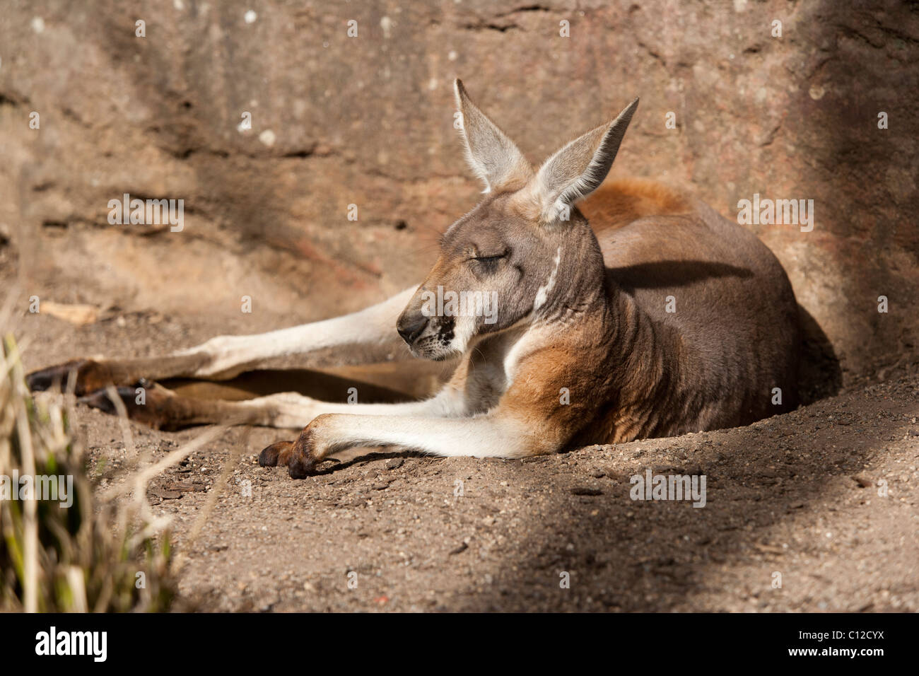 Reclined Red Kangaroo, Macropus rufus. This specimen is a zoo kept captive example. Stock Photo