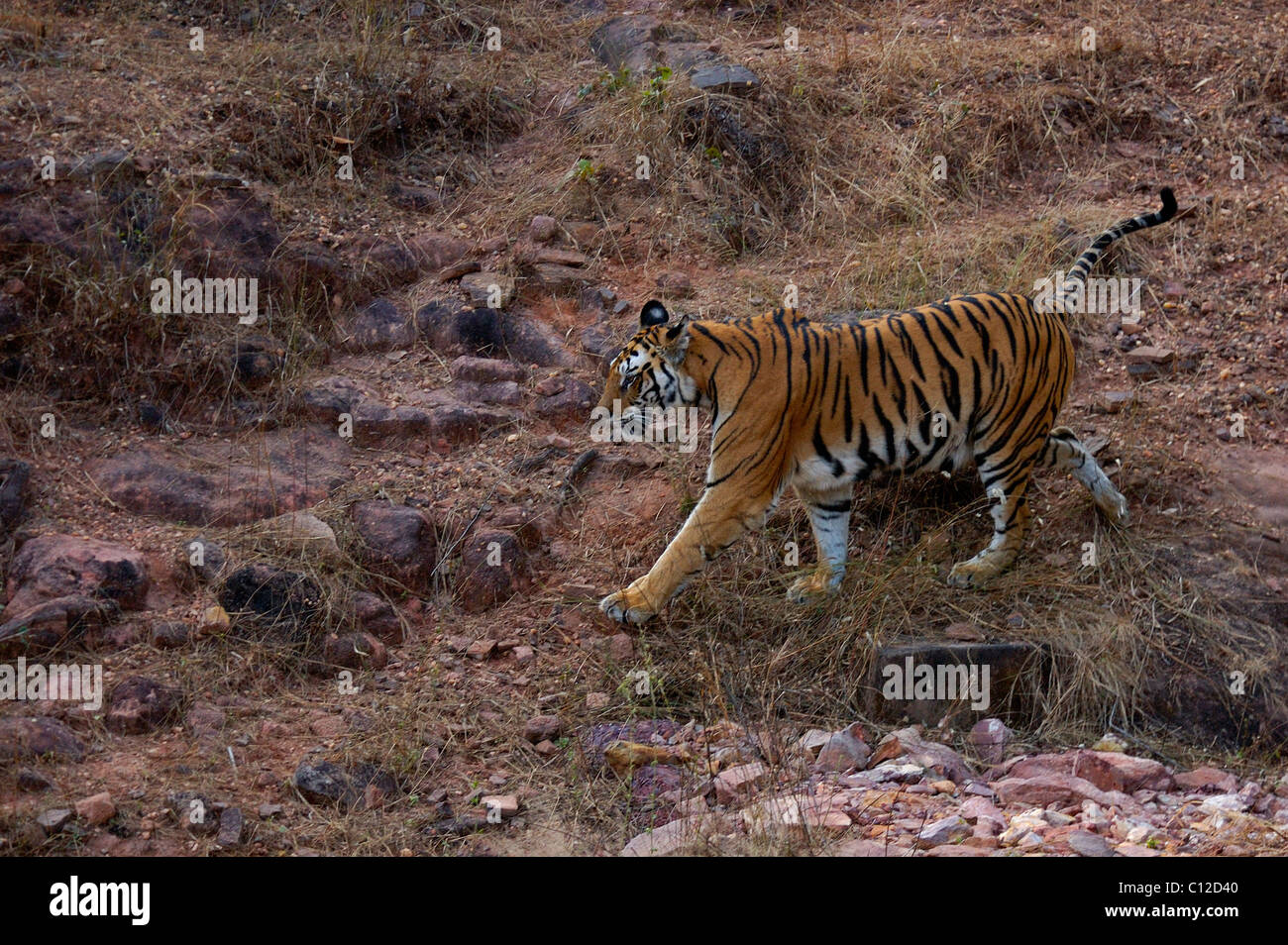 Royal Bengal Tiger Walking Stock Photo
