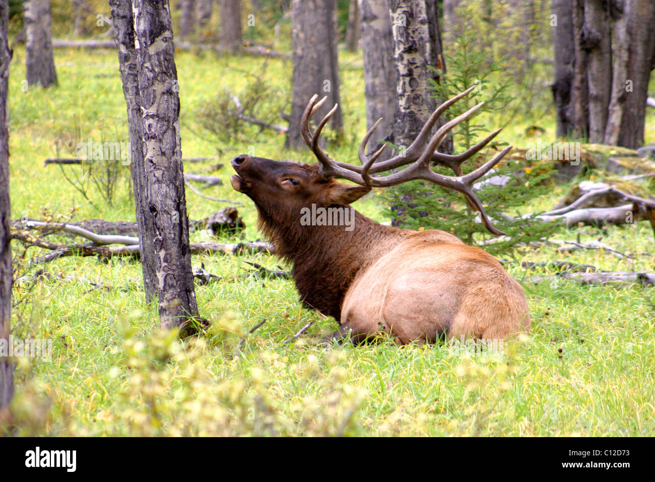 38,255.03709a North American bull elk lying down in a quaking aspen