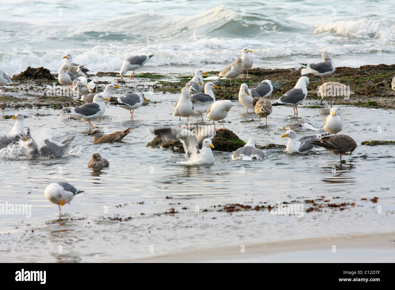 40,150.05656a Seagulls, birds, gulls, fluffing, twisting, bathing and splashing on the ocean beach in the water where freshwater creek enters ocean Stock Photo