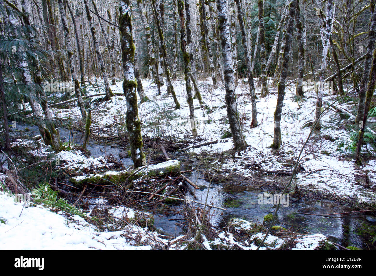 40,583.03042 Mixed deciduous and conifer forest, with mostly young red alder trees, small creek, snow on the ground, Oregon, USA Stock Photo