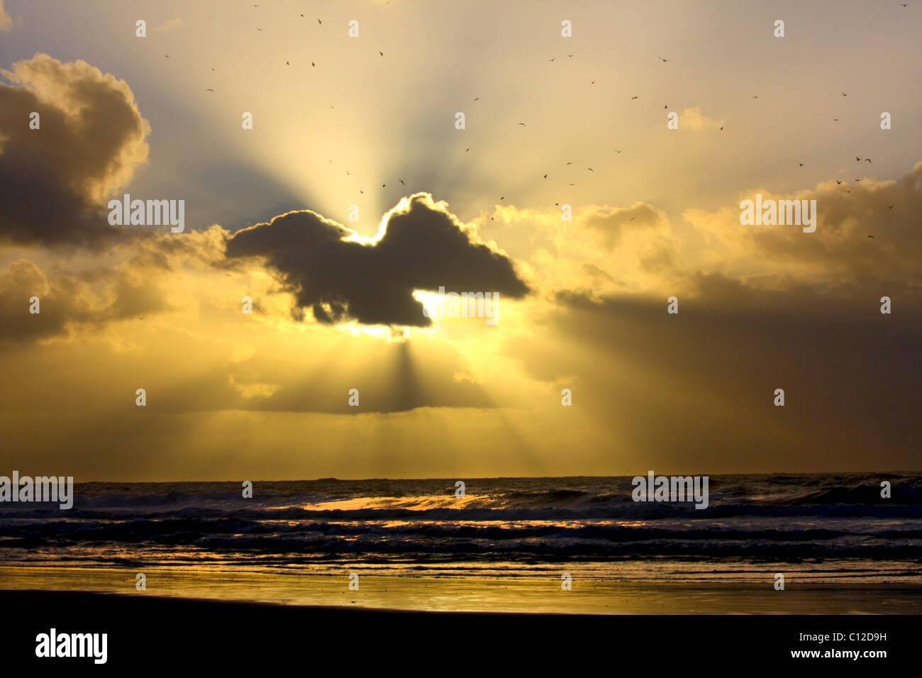 40,151.06068a Sun rays sunbeams flying birds seagulls gulls dark clouds cloud layers golden glow shining ocean waves beach, cloud like flying gull. Stock Photo