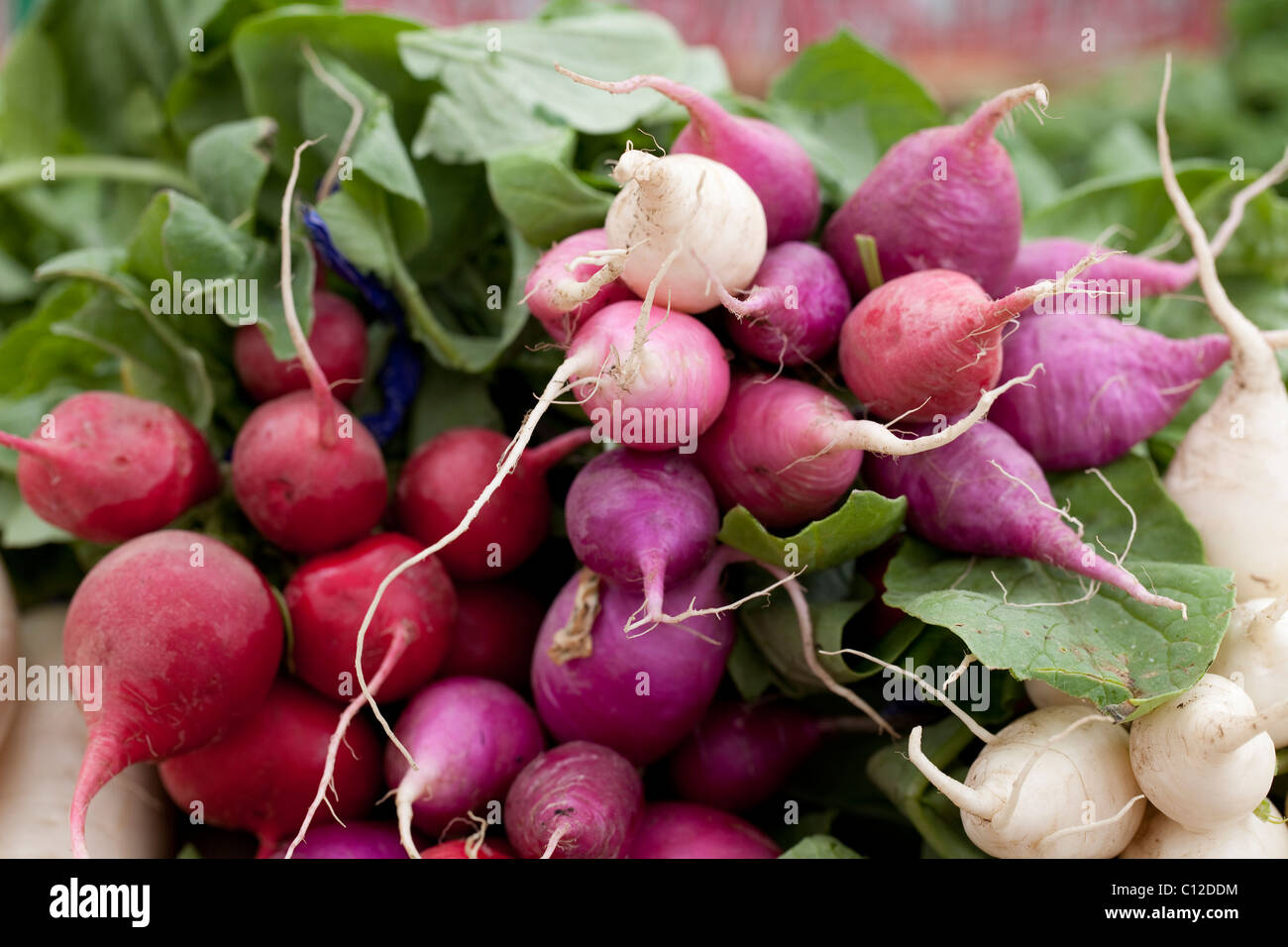 Purple radish hi-res stock photography and images - Alamy