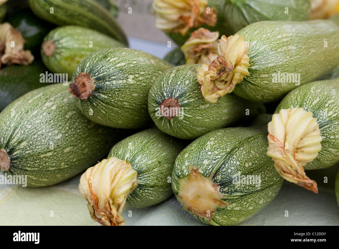 Freshly harvested organic zucchini squash at Sebastopol farmer's market, Sonoma County, California, USA, North America Stock Photo