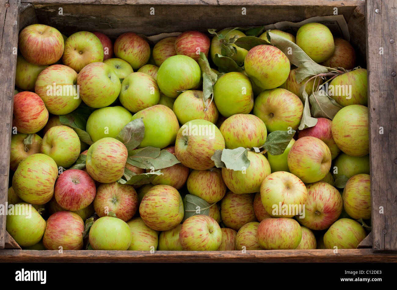 Box of freshly picked Gravenstein apples at Sebastopol farmer's market, Sonoma County, California, USA, North America. Stock Photo