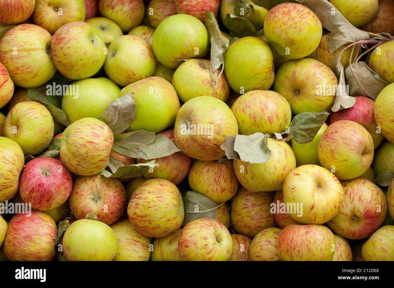 Box of freshly picked Gravenstein apples at Sebastopol farmer's market, Sonoma County, California, USA, North America. Stock Photo