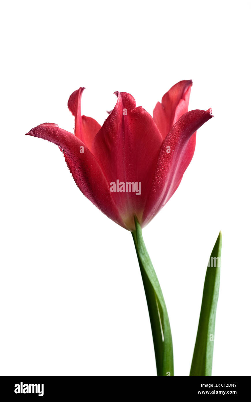 Red Tulip Flower Stock Photo Alamy