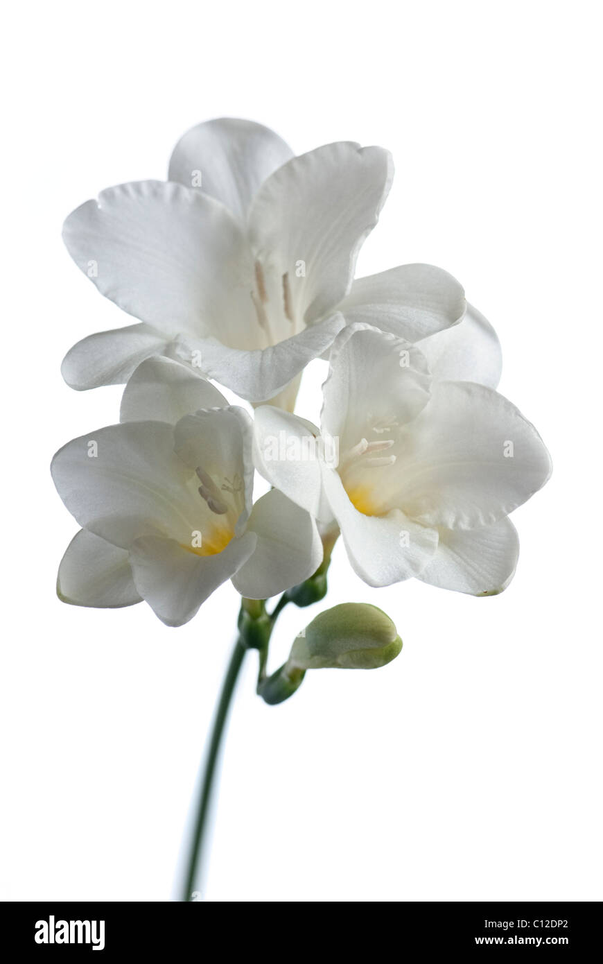White Freesia flowers Stock Photo Alamy
