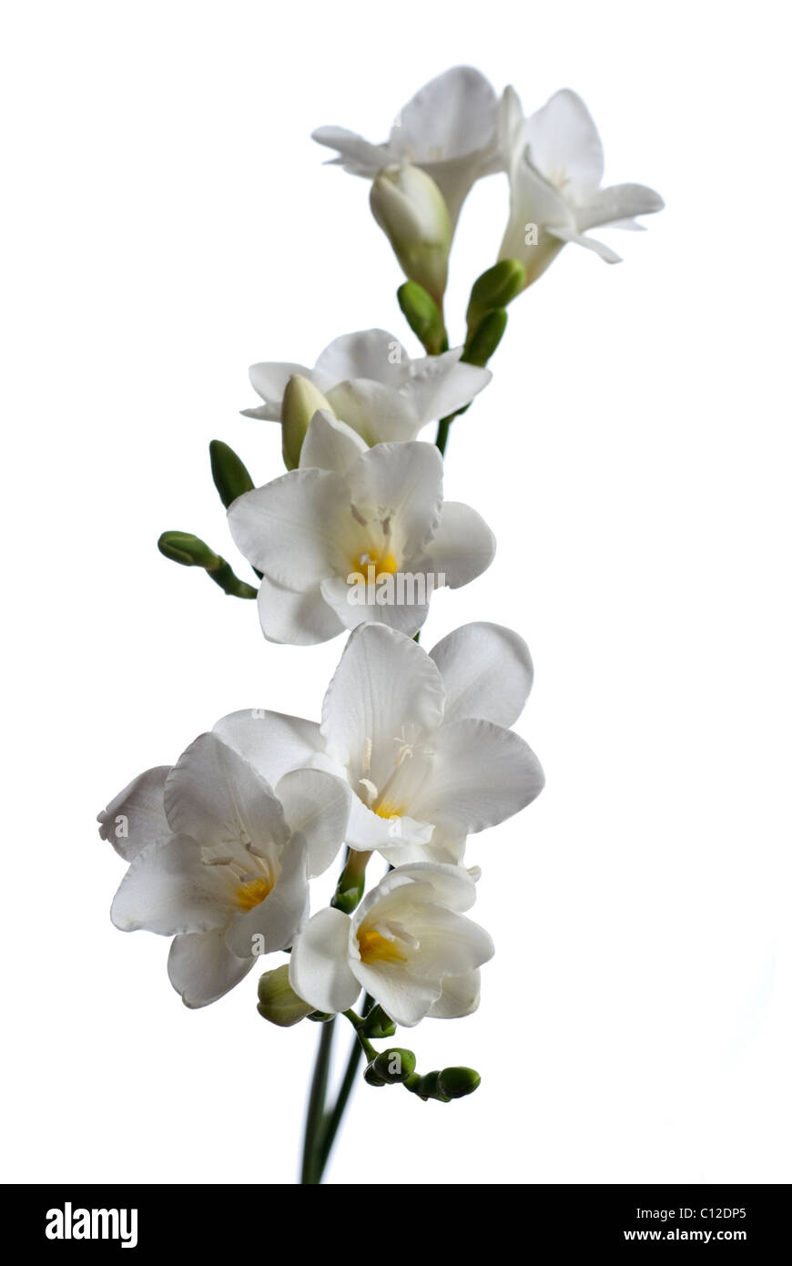 White Freesia flowers Stock Photo Alamy