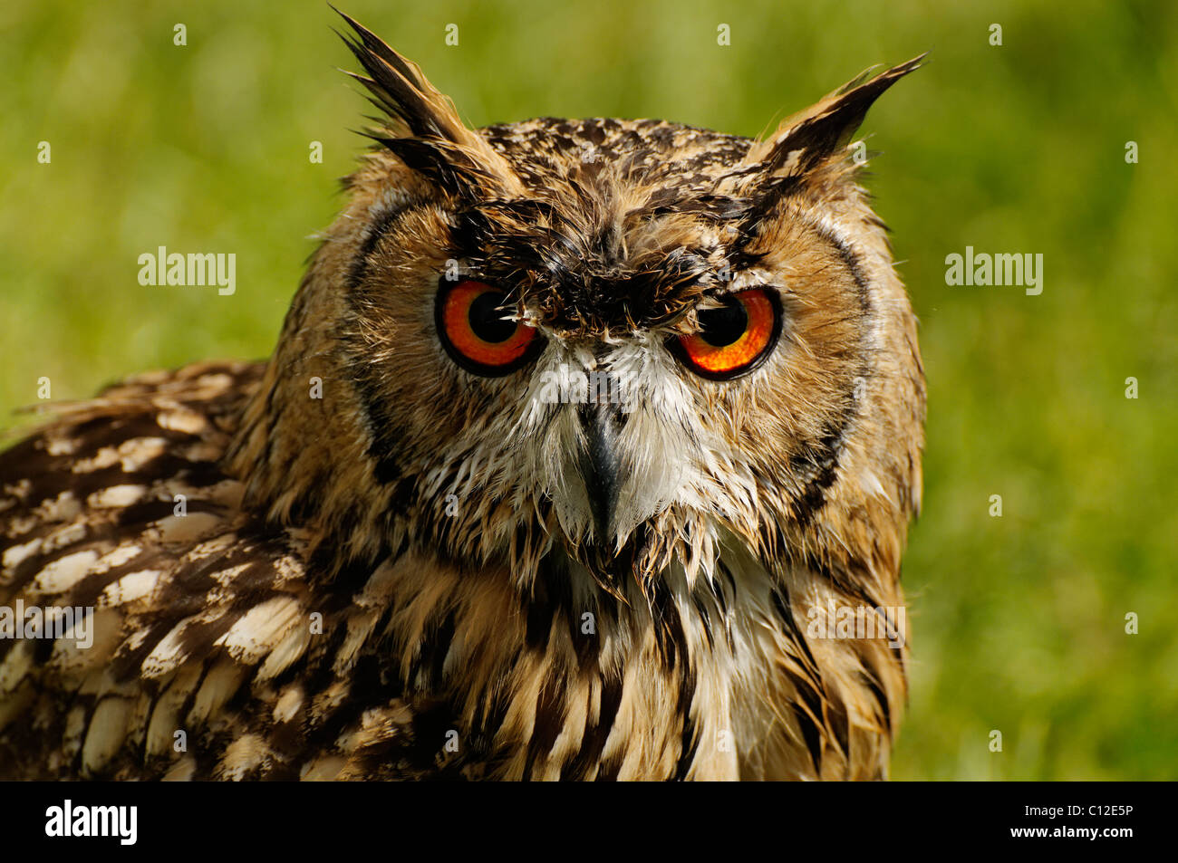 Eagle Owl at a falconry display Stock Photo